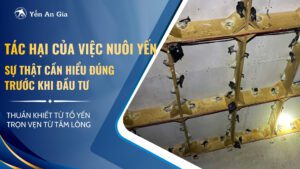 tac-hai-nuoi-yen