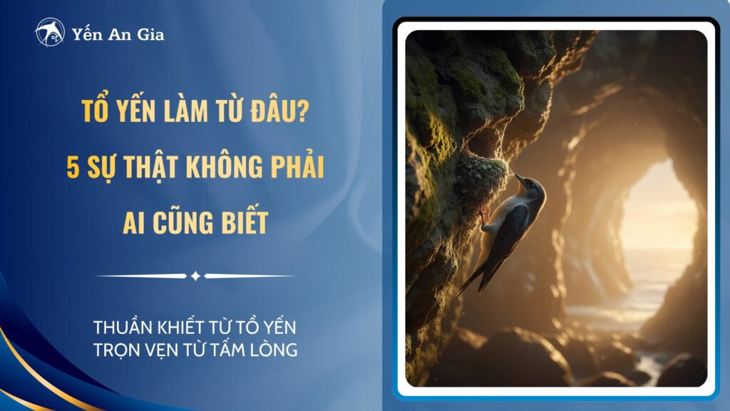 tổ yến làm từ đâu