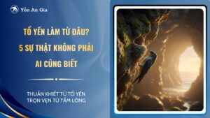 tổ yến làm từ đâu