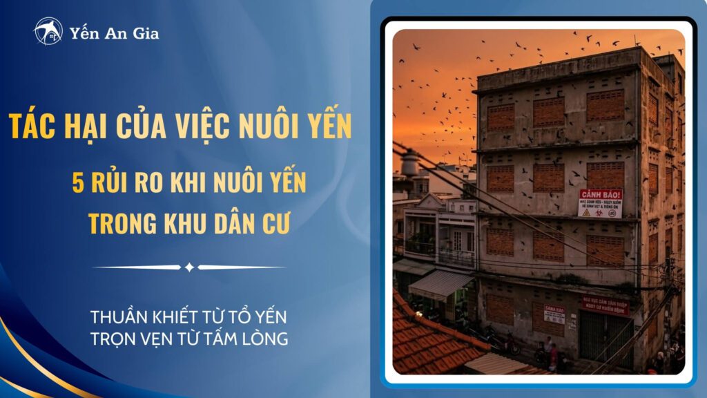 tác hại của việc nuôi yến - ảnh bìa