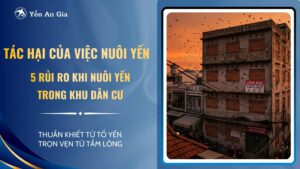 tác hại của việc nuôi yến - ảnh bìa