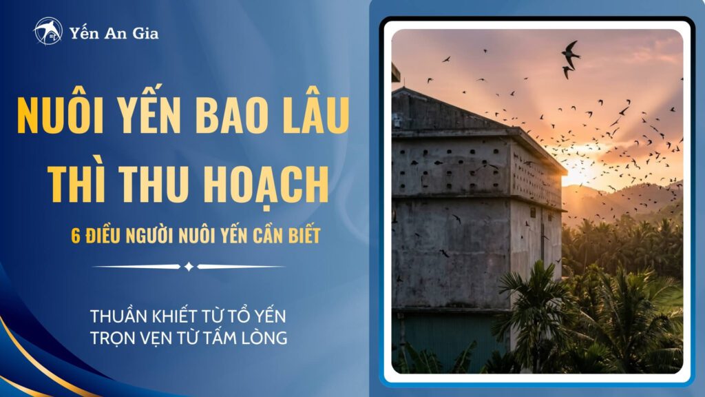 nuôi yến bao lâu thì thu hoạch