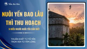 nuôi yến bao lâu thì thu hoạch