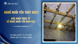 nghe-nuoi-yen-02