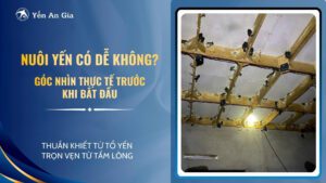 nuôi yến có dễ không